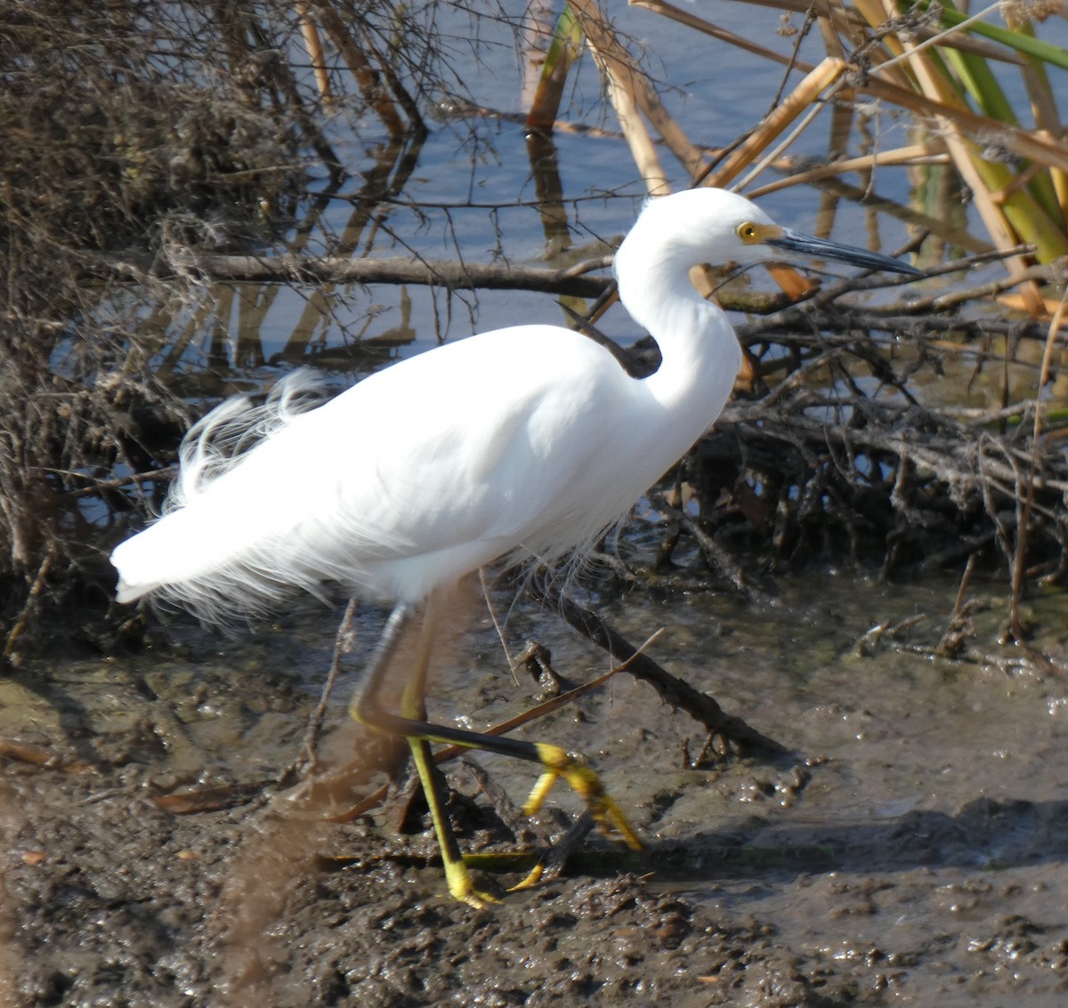 Snowy Egret - Ned Wallace & Janet Rogers