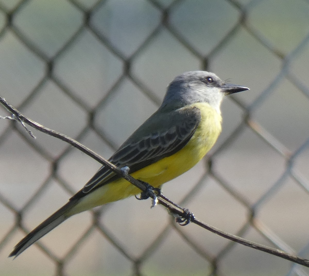Tropical Kingbird - Ned Wallace & Janet Rogers