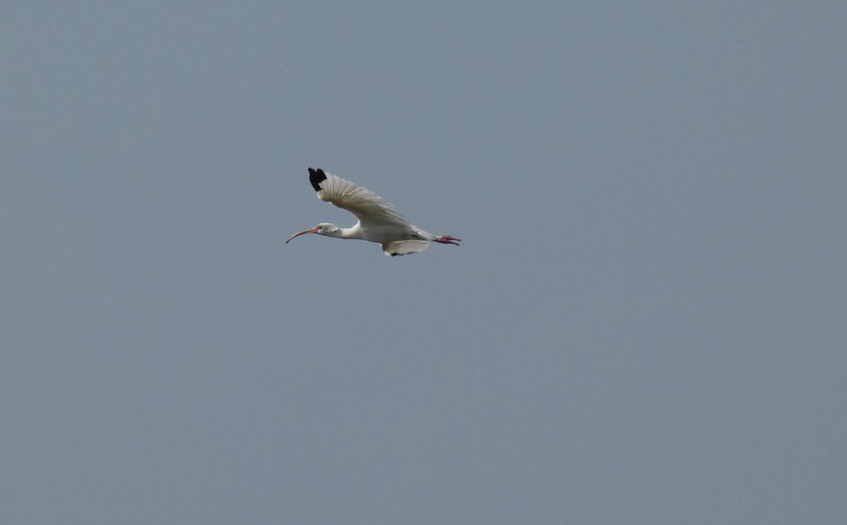 ibis bílý - ML192716461