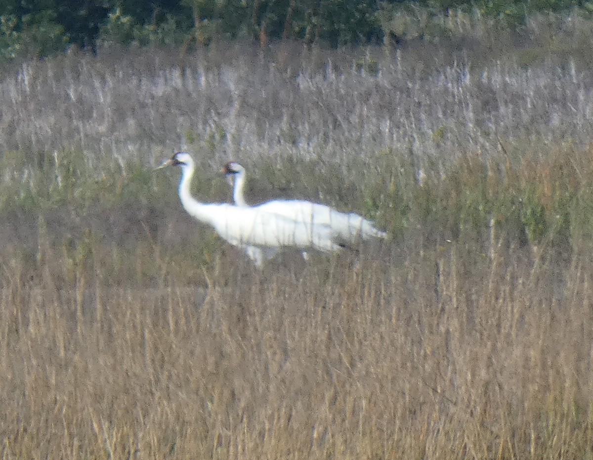 Whooping Crane - Ned Wallace & Janet Rogers
