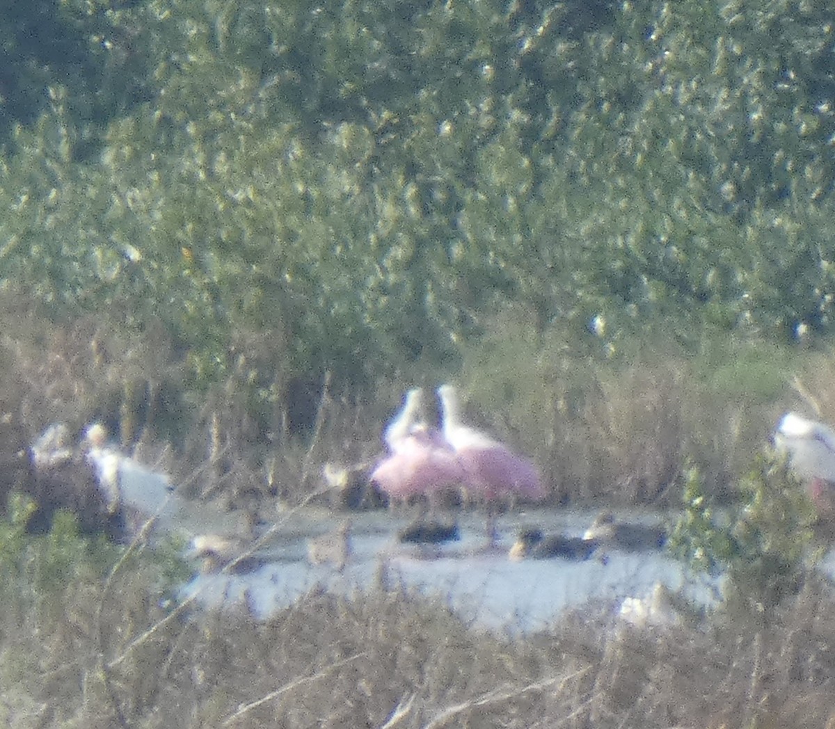Roseate Spoonbill - Ned Wallace & Janet Rogers