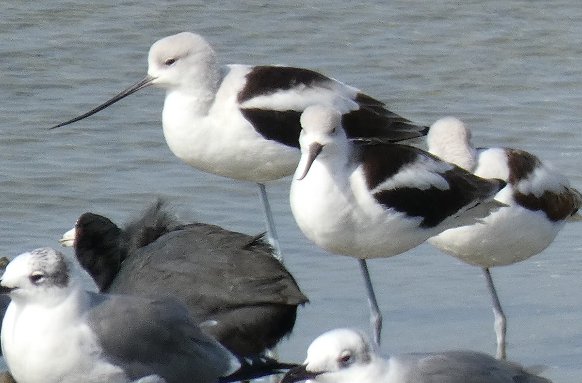 American Avocet - Ned Wallace & Janet Rogers