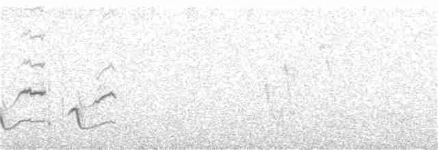 Патагонский пересмешник - ML192716711