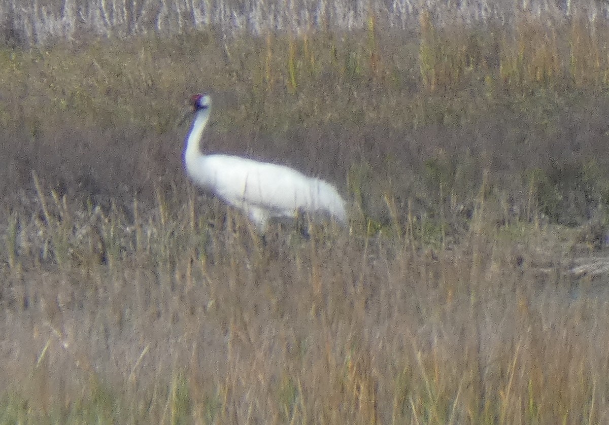Whooping Crane - Ned Wallace & Janet Rogers