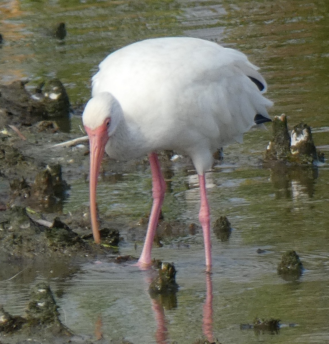 ibis bílý - ML192716851