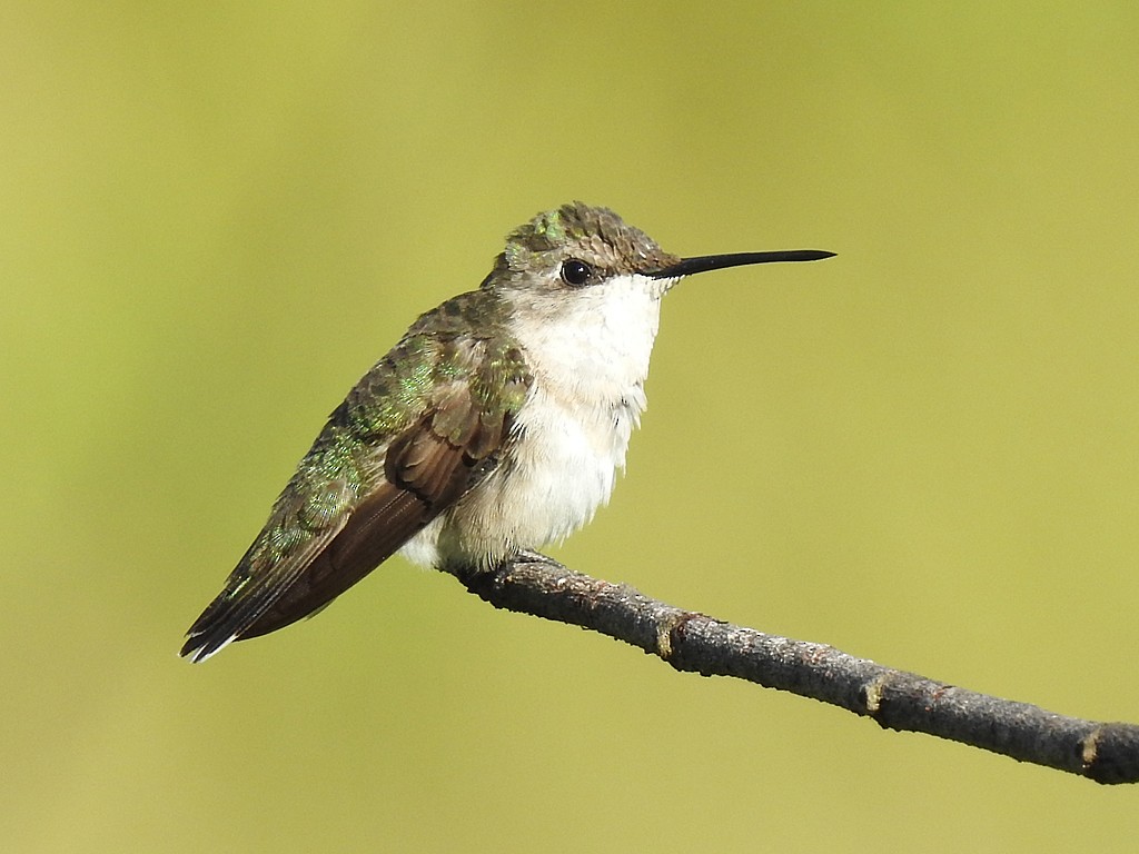 Ruby-throated Hummingbird - ML192717331