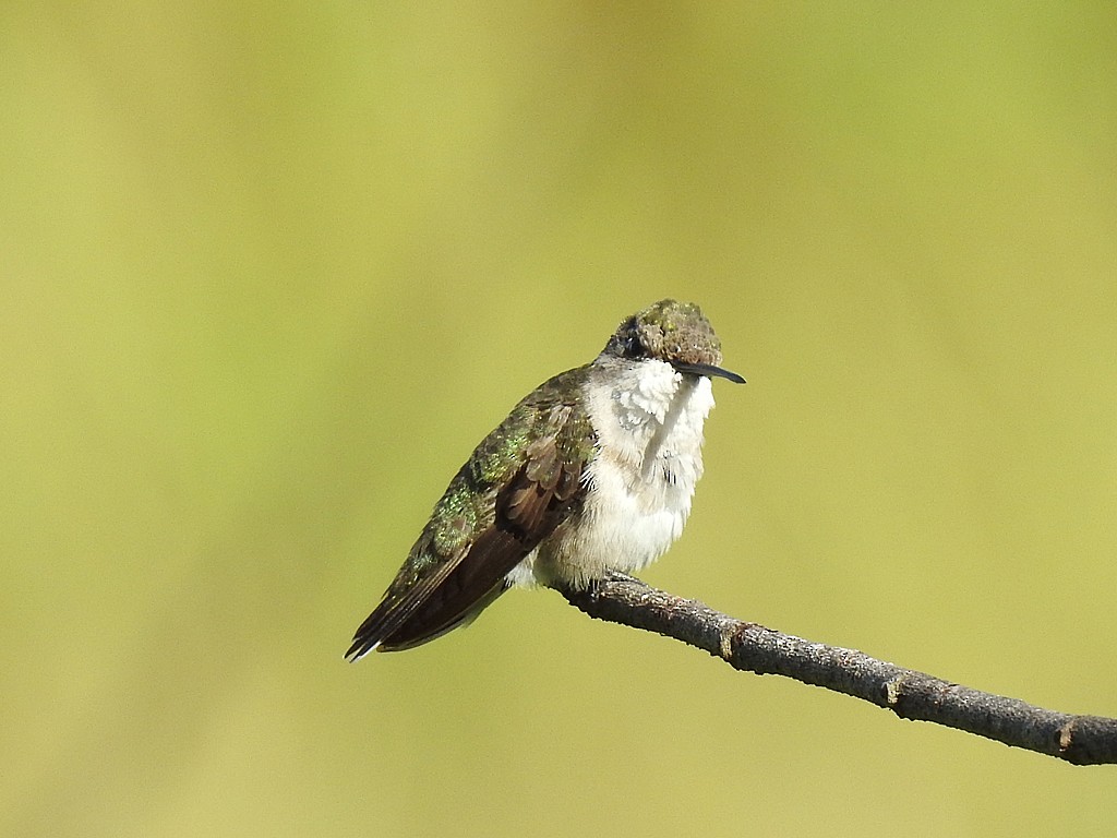Ruby-throated Hummingbird - Richard Garrigues