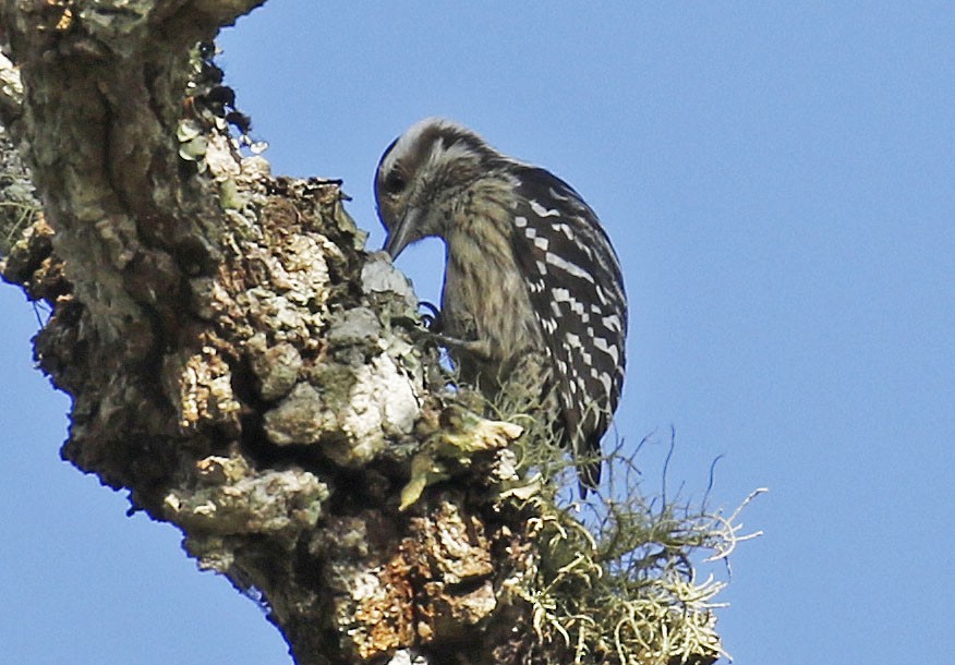 Gray-capped Pygmy Woodpecker - ML192717861