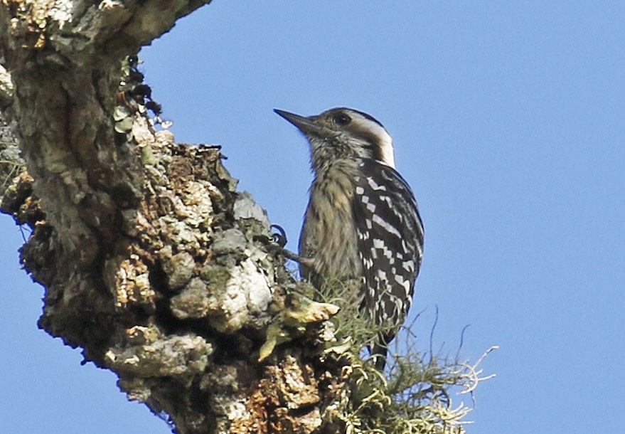 Gray-capped Pygmy Woodpecker - ML192717871