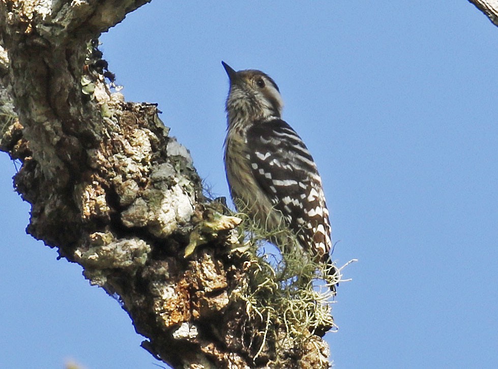 Gray-capped Pygmy Woodpecker - ML192717881