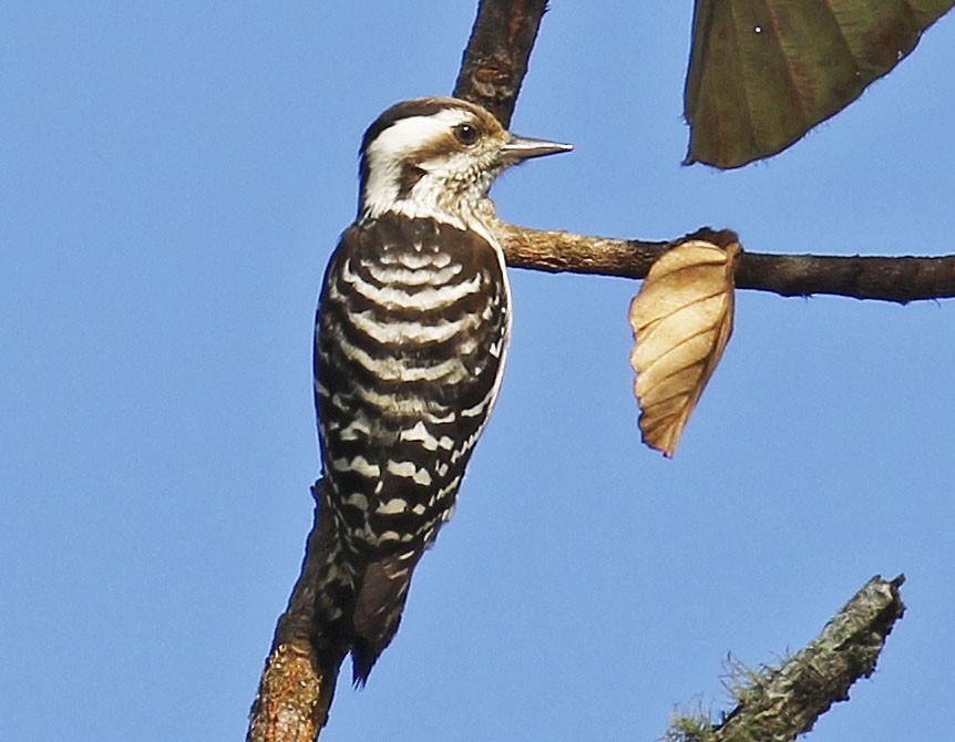 Gray-capped Pygmy Woodpecker - Mark  Hogarth