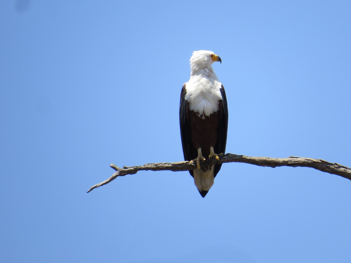 African Fish-Eagle - ML192719041