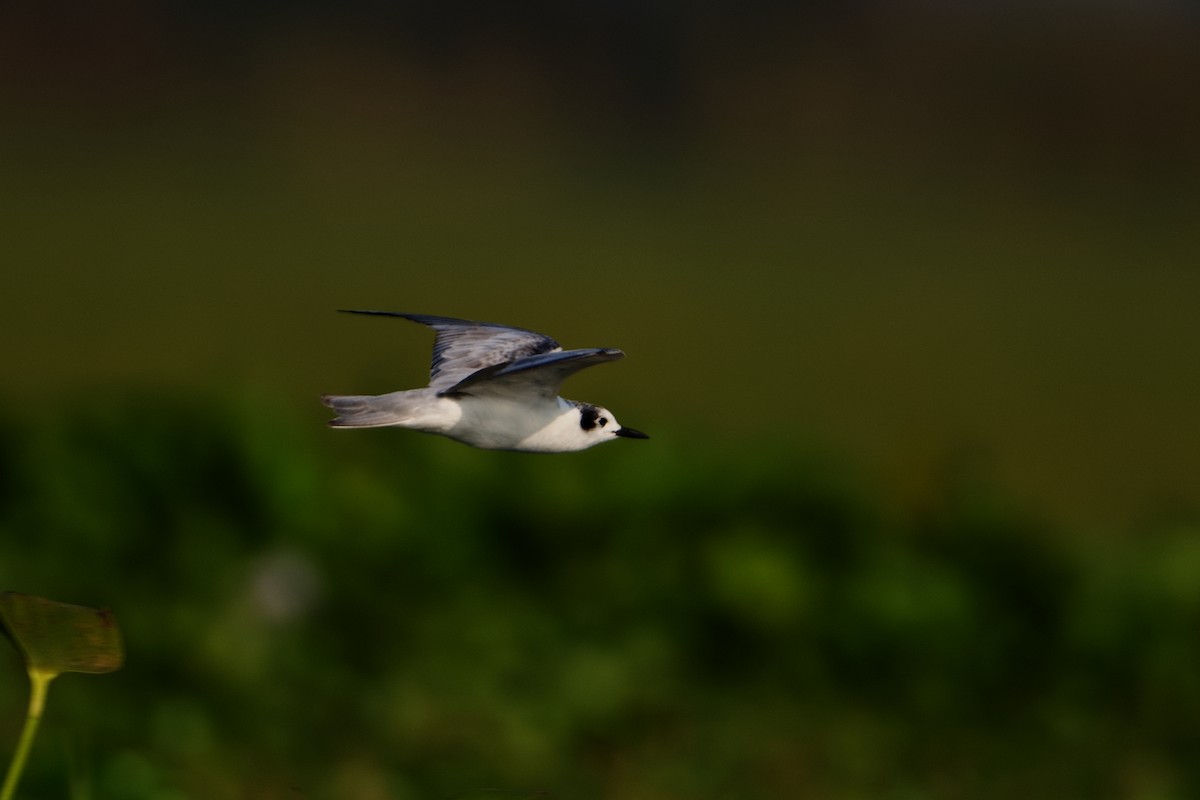 White-winged Tern - Snehasis Sinha
