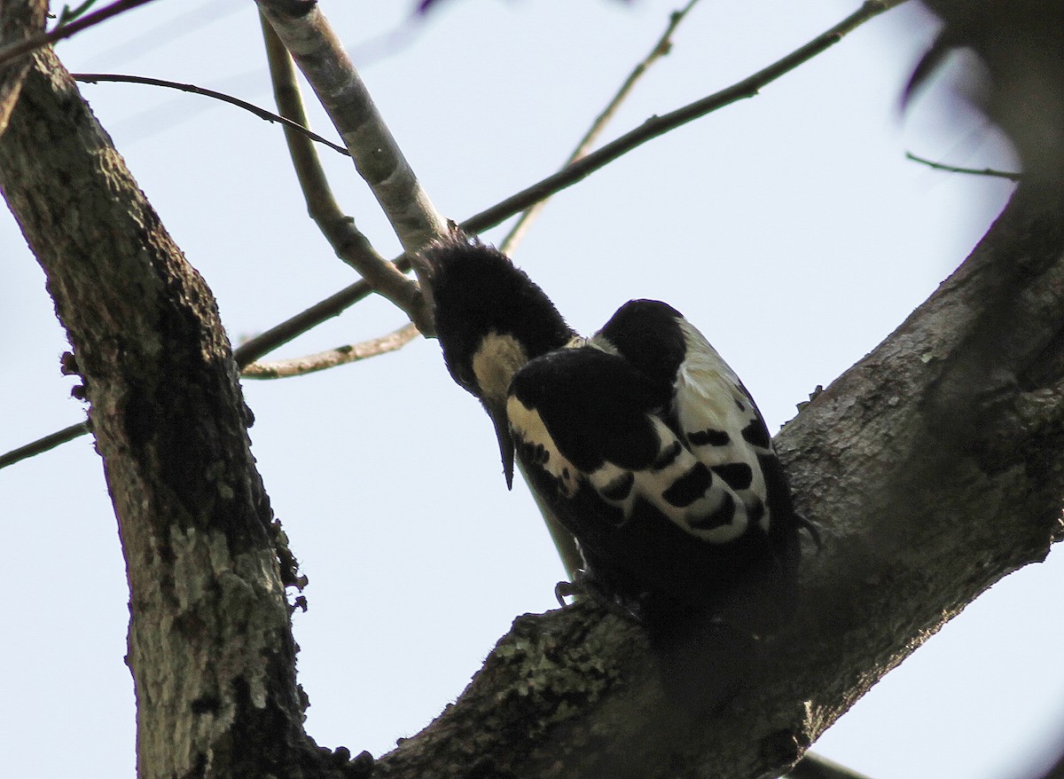 Heart-spotted Woodpecker - ML192720391