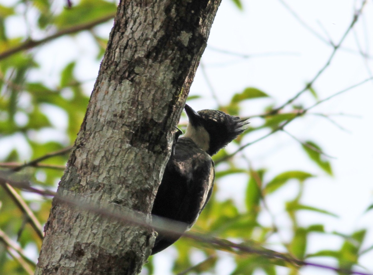 Heart-spotted Woodpecker - Mark  Hogarth
