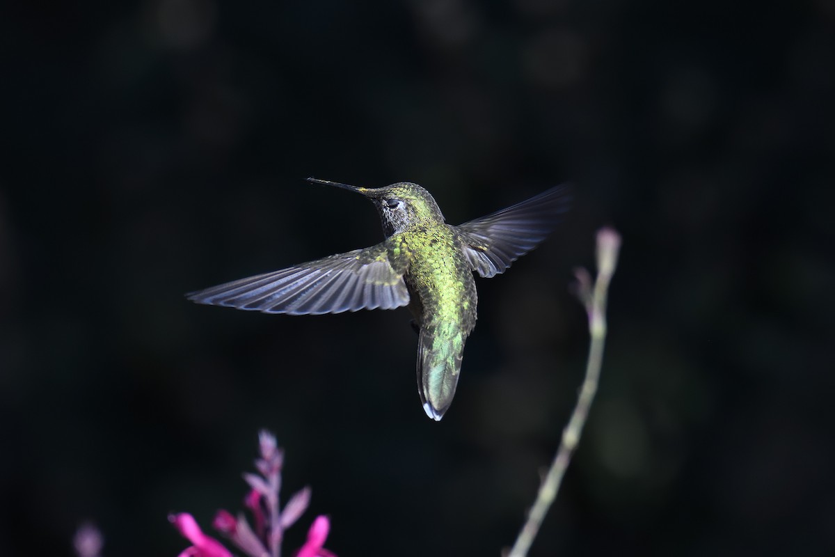 Broad-tailed Hummingbird - ML192721371