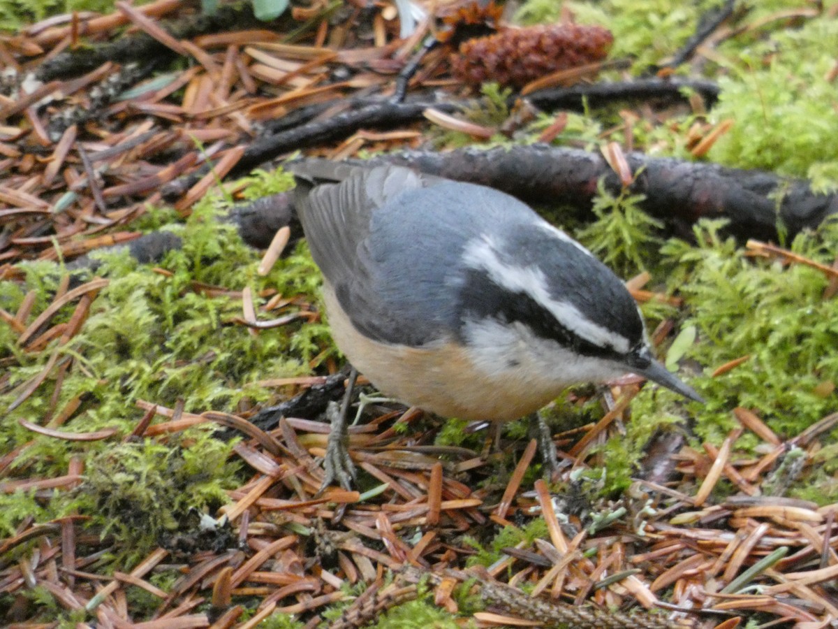 Red-breasted Nuthatch - ML192728421