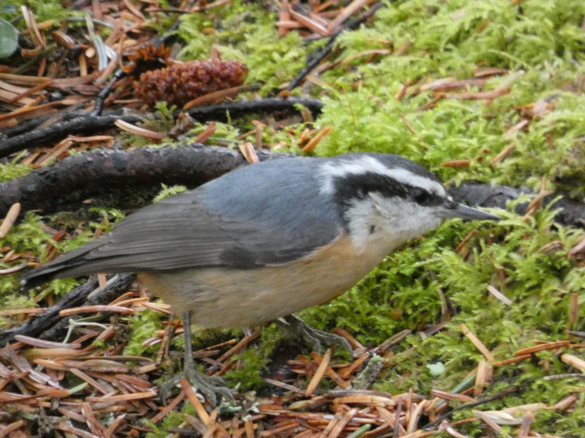 Red-breasted Nuthatch - ML192728431