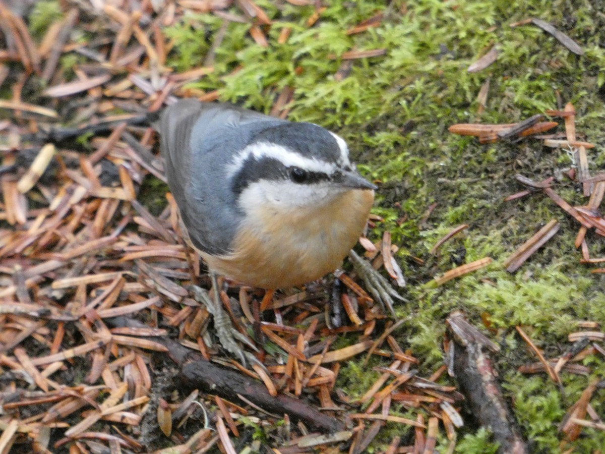 Red-breasted Nuthatch - ML192728451