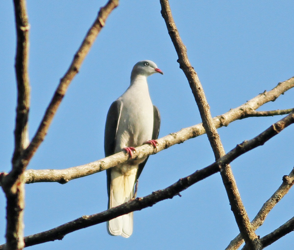 Mountain Imperial-Pigeon - ML192729121