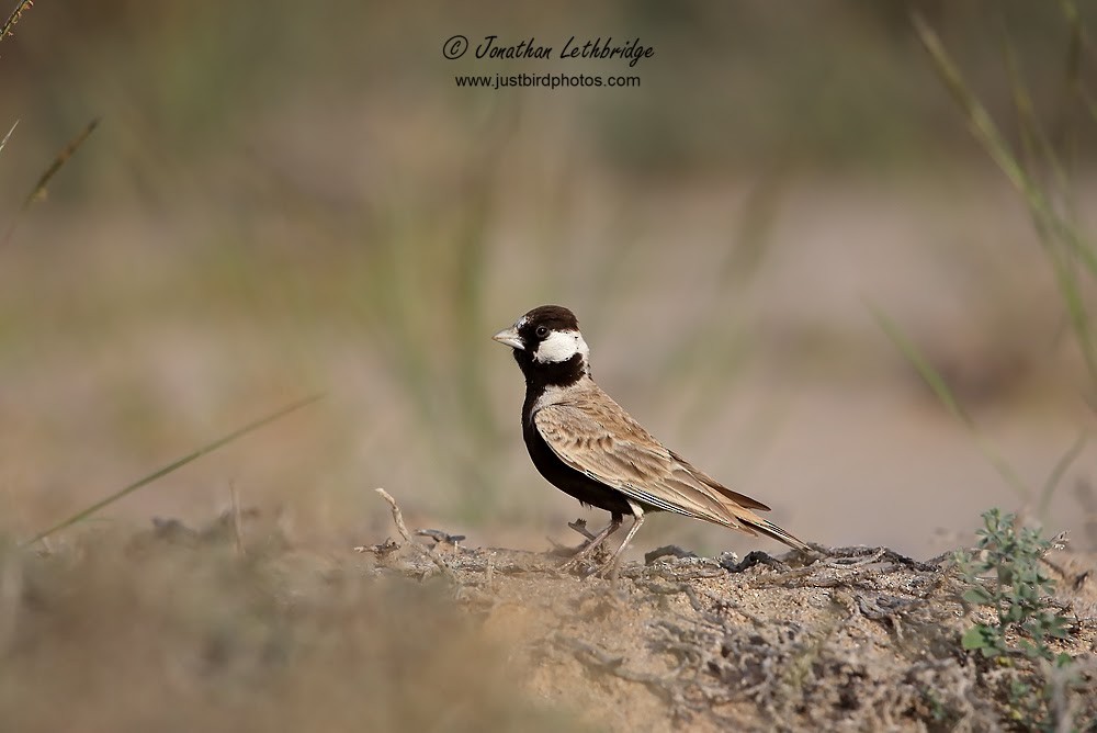 Black-crowned Sparrow-Lark - Jonathan Lethbridge