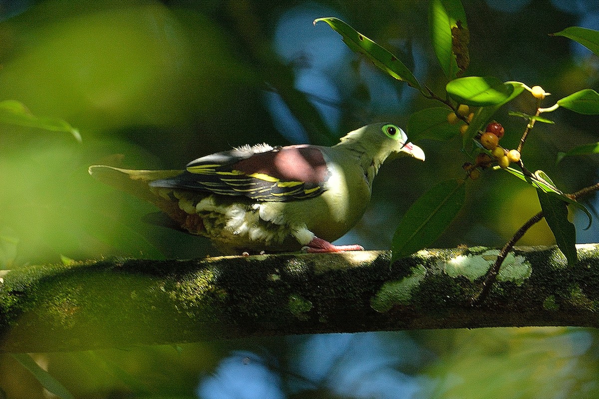 Thick-billed Green-Pigeon - Choong YT