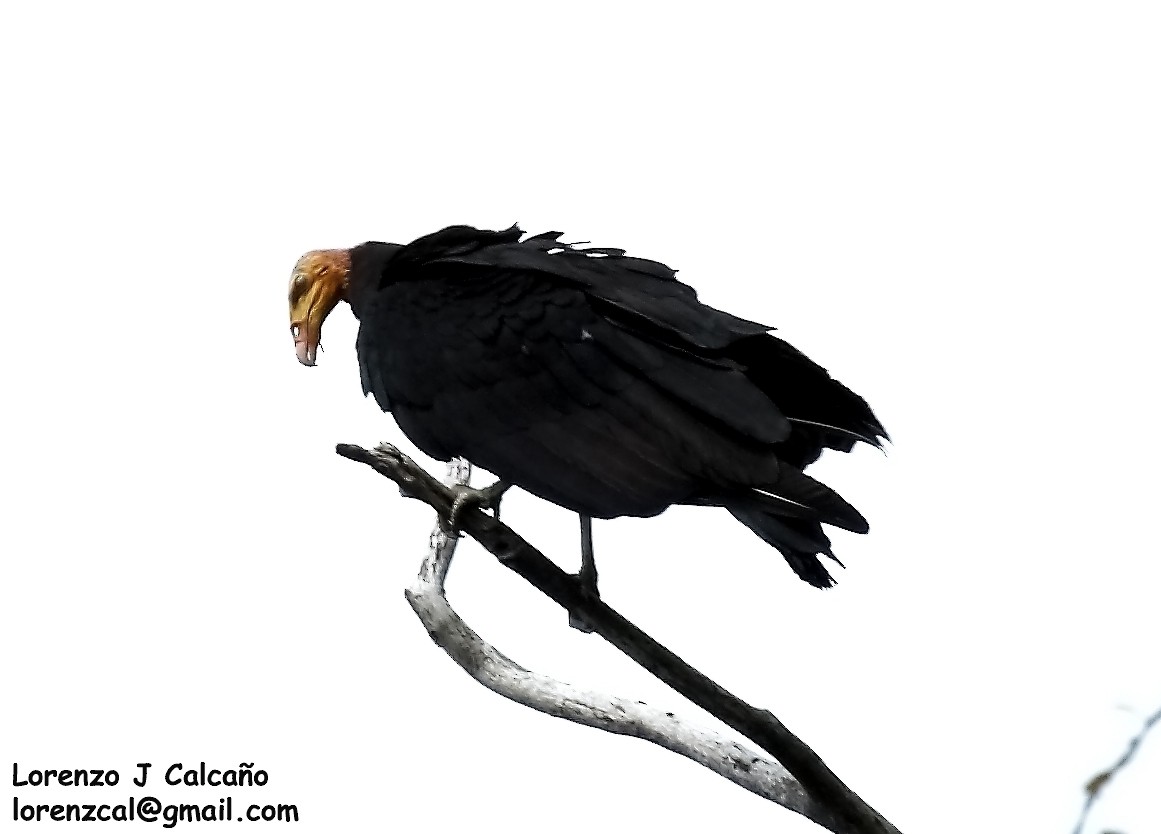 Greater Yellow-headed Vulture - ML192737251