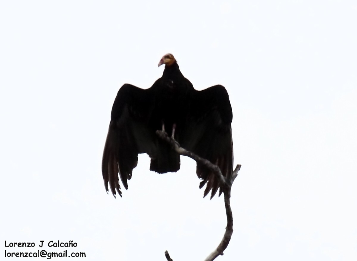 Greater Yellow-headed Vulture - ML192737261