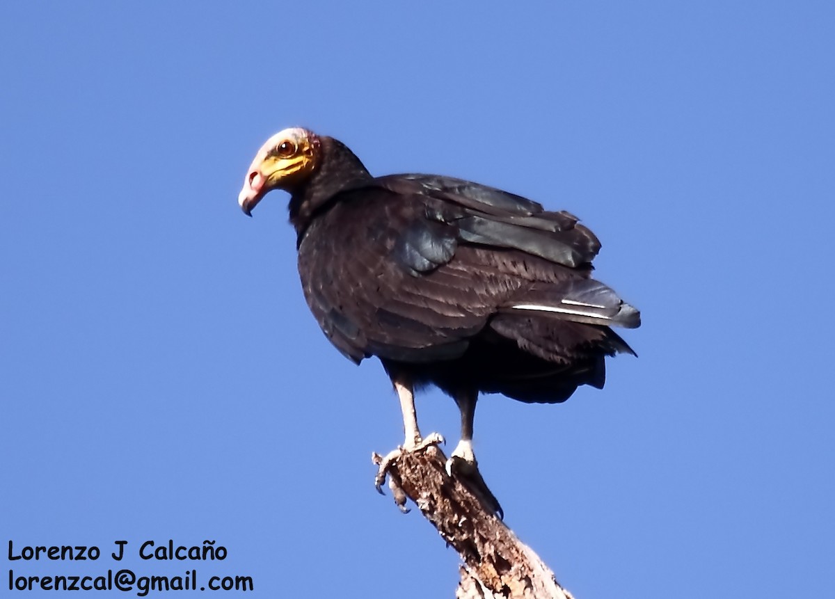 Greater Yellow-headed Vulture - ML192737411