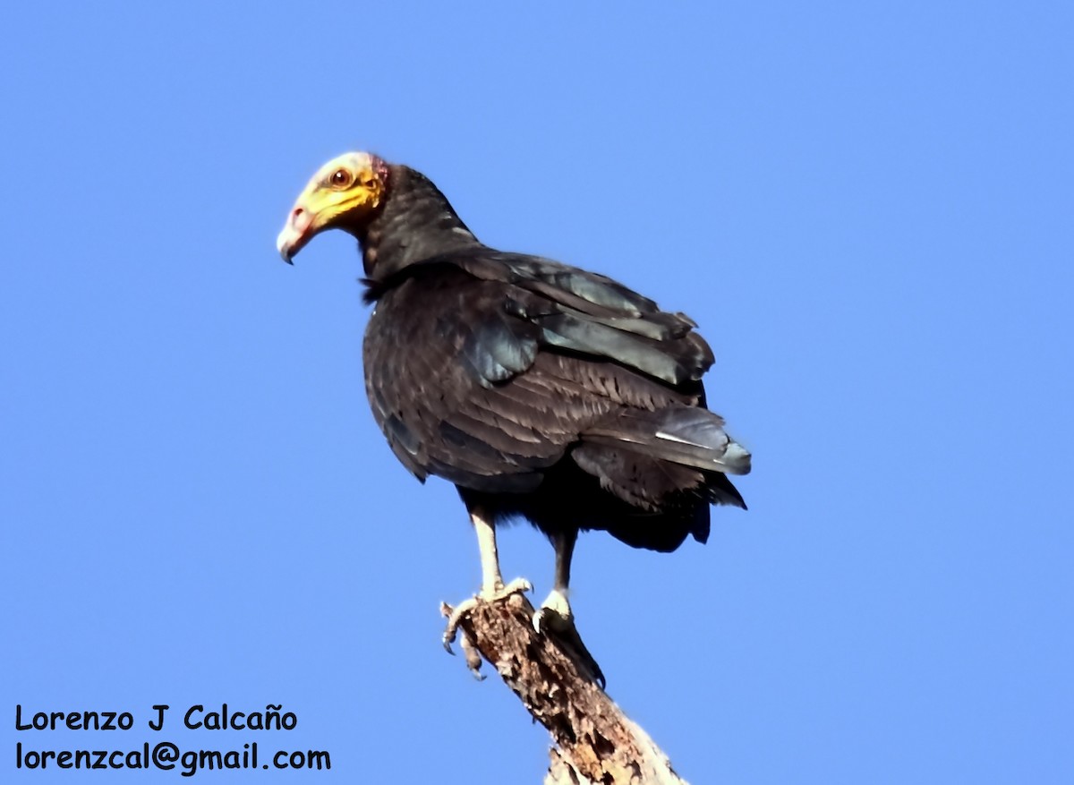 Greater Yellow-headed Vulture - ML192737461
