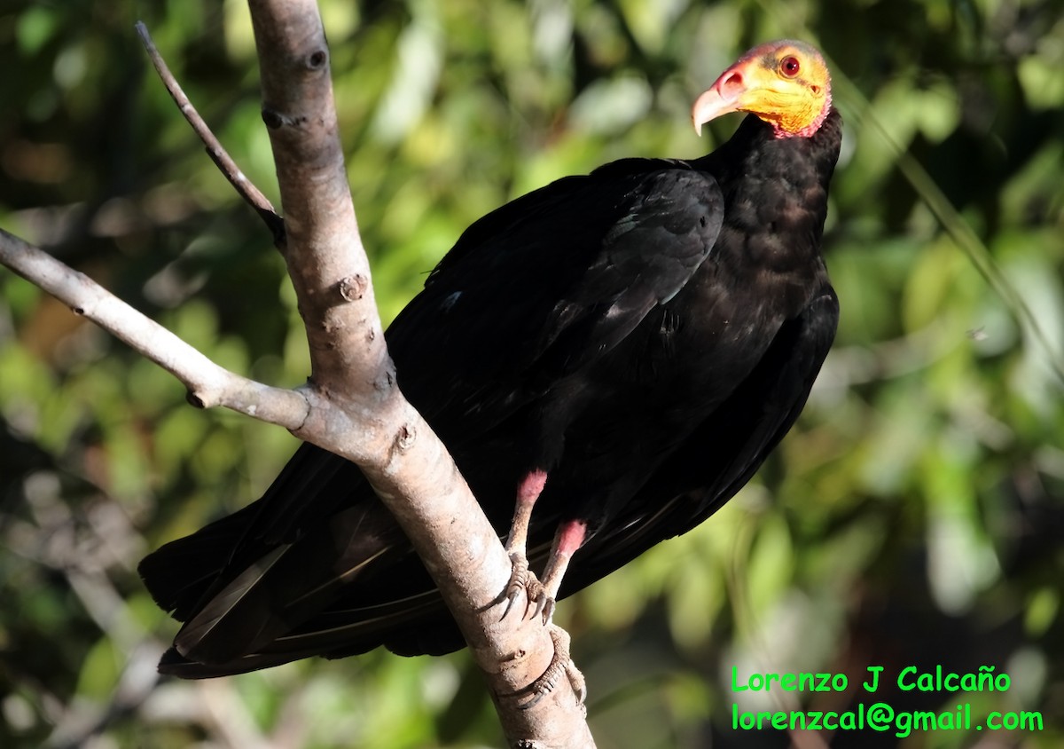 Greater Yellow-headed Vulture - Lorenzo Calcaño