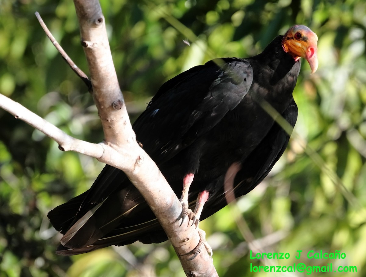 Greater Yellow-headed Vulture - ML192737811