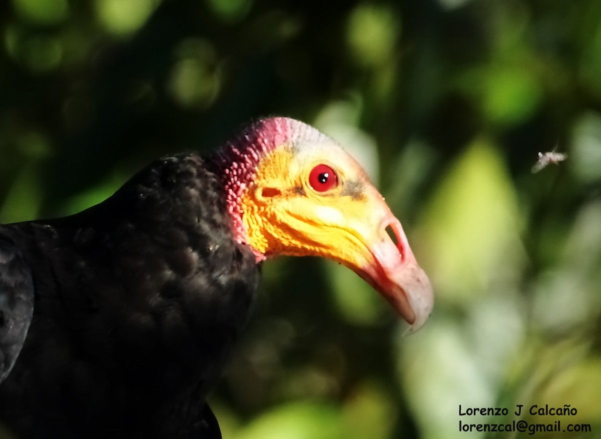 Greater Yellow-headed Vulture - ML192737821