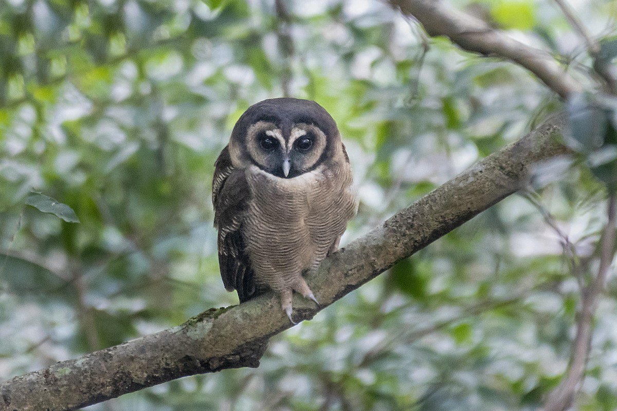 Brown Wood-Owl (Brown) - ML192737841
