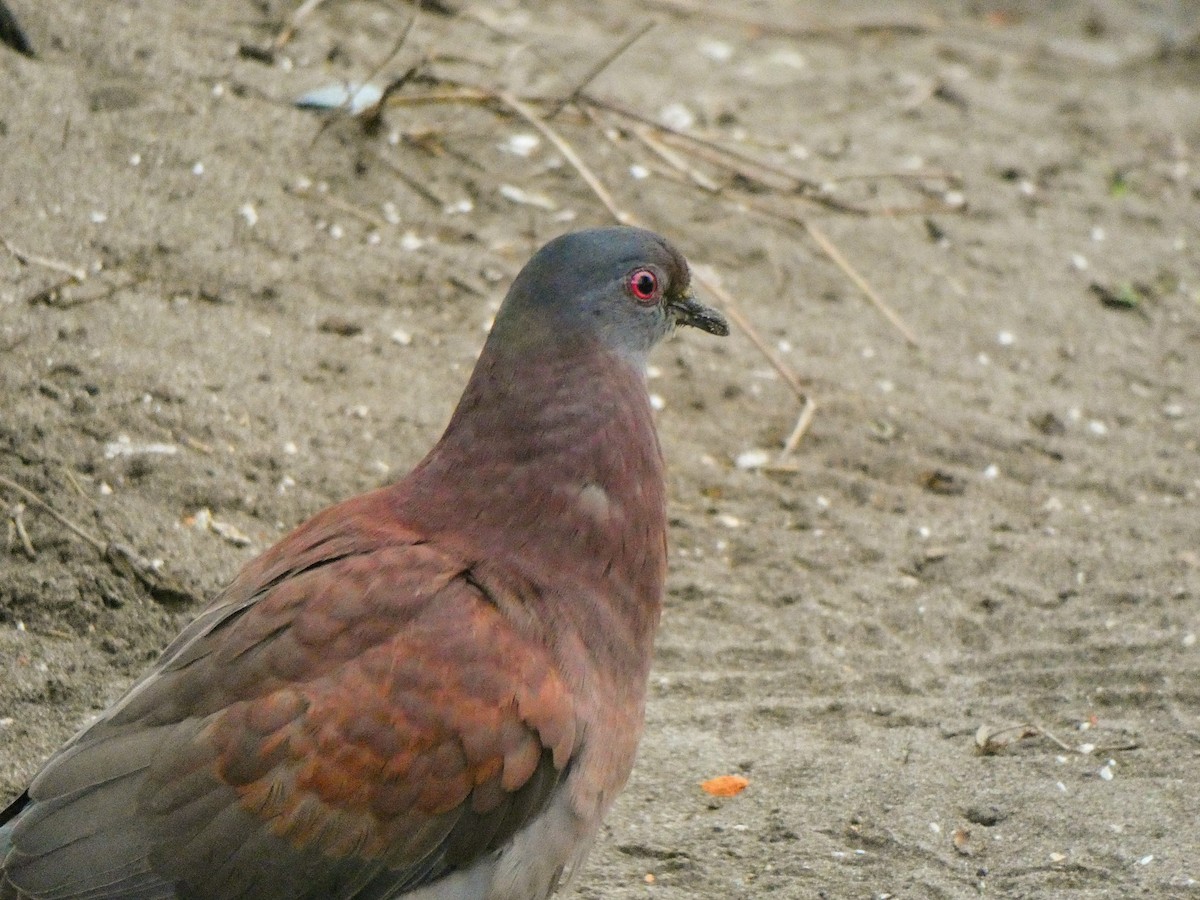 Pale-vented Pigeon - ML192739681