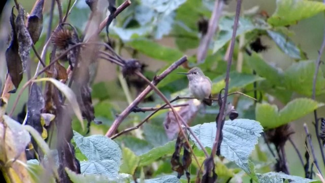 Calliope Hummingbird - ML192742251