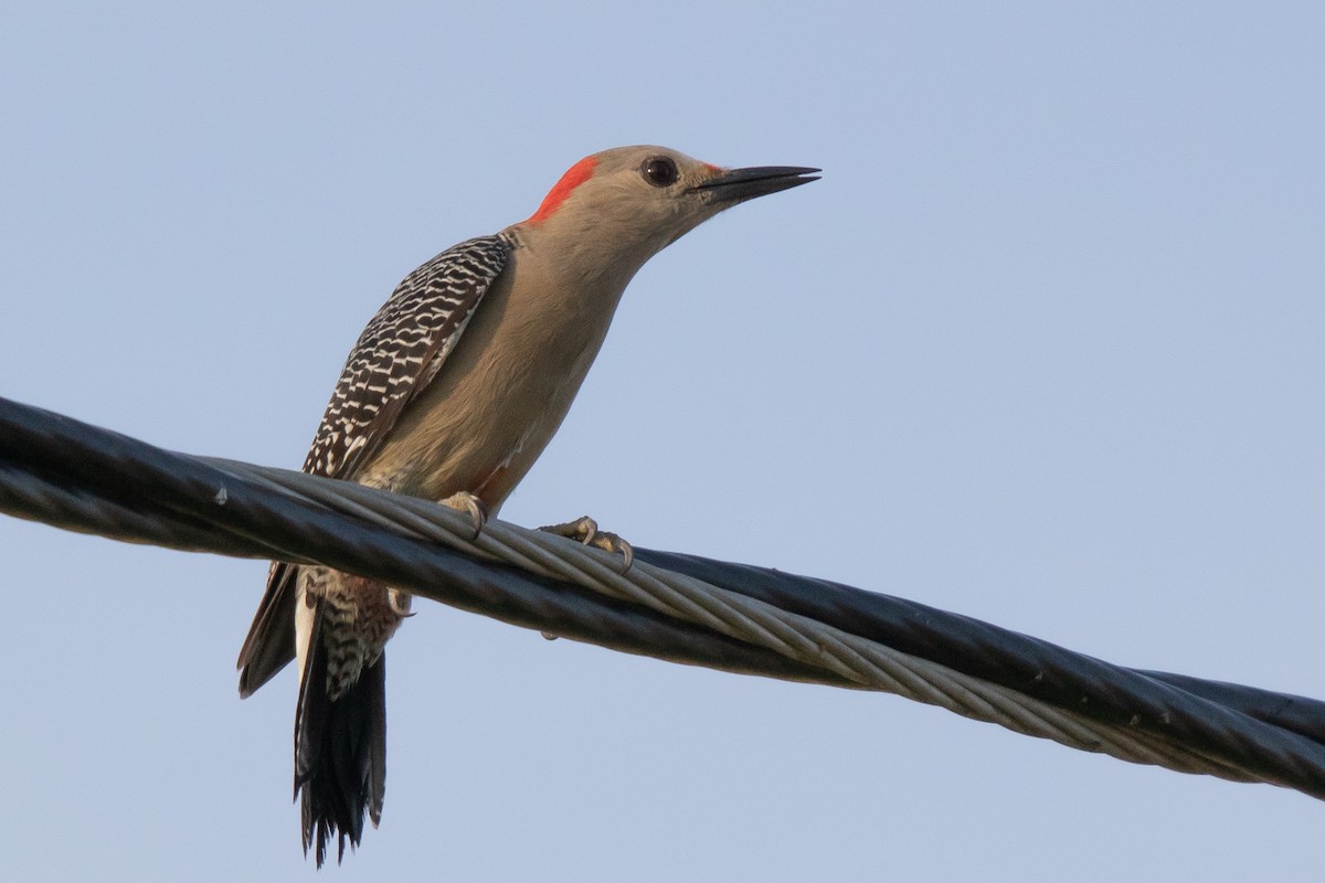 Golden-fronted Woodpecker (Velasquez's) - ML192743421