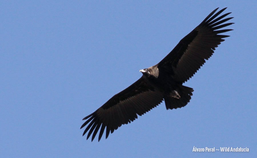 Cinereous Vulture - ML192744961