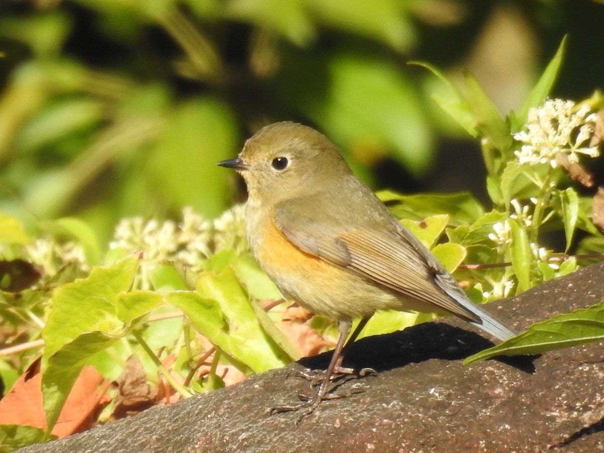 Red-flanked Bluetail - ML192749151