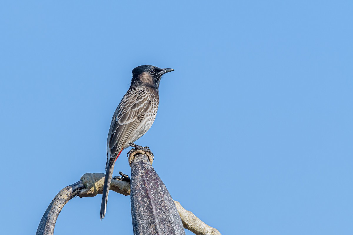 Red-vented Bulbul - ML192751101