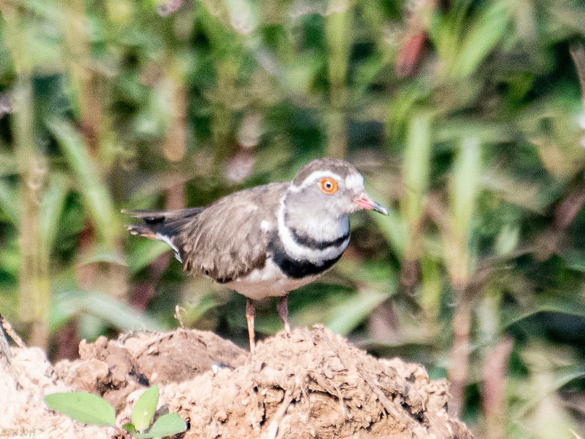 Three-banded Plover - T I