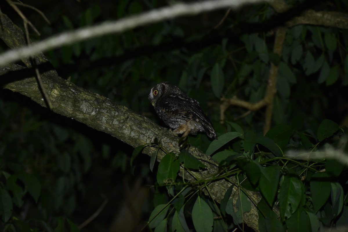 Tropical Screech-Owl - ML192752901
