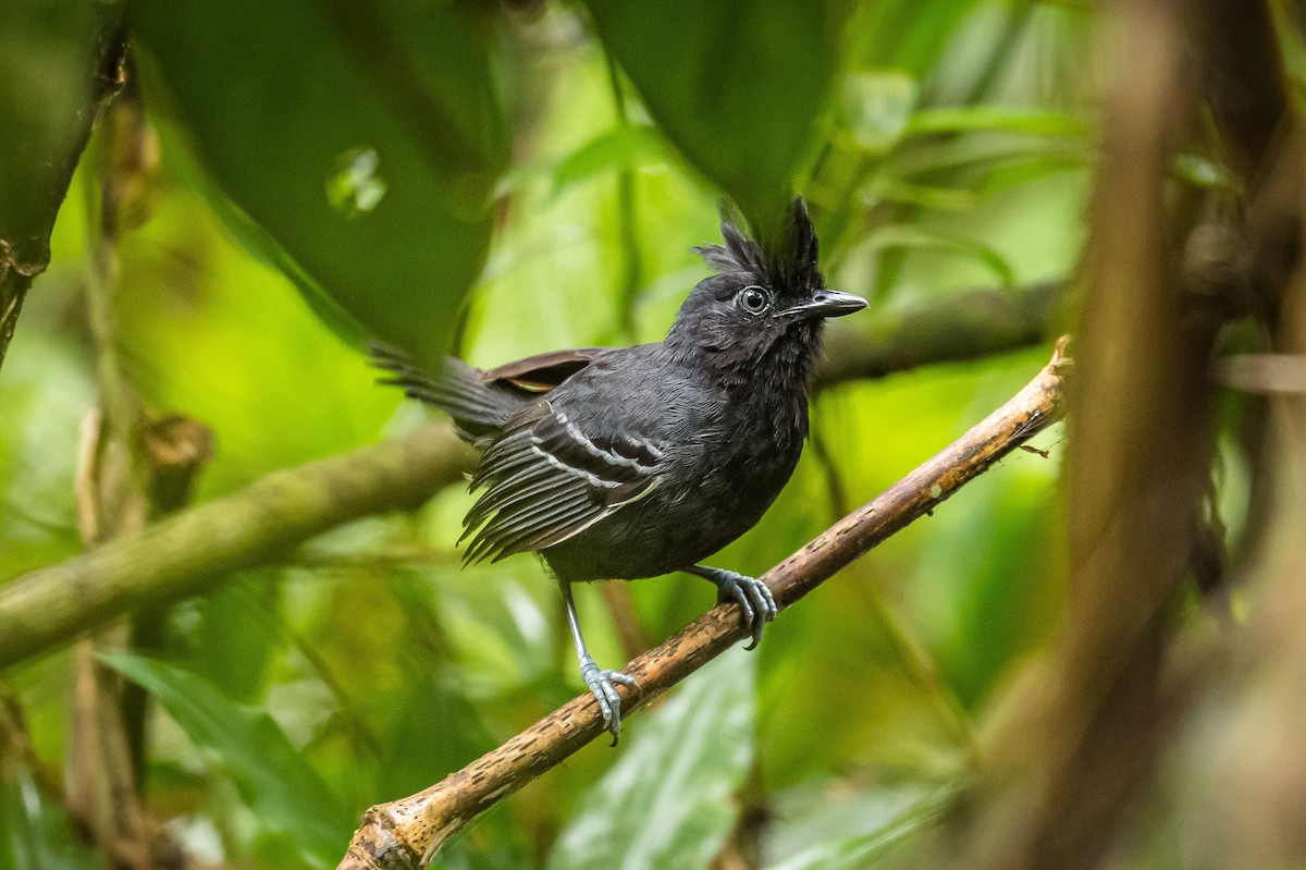 White-lined Antbird - ML192753391