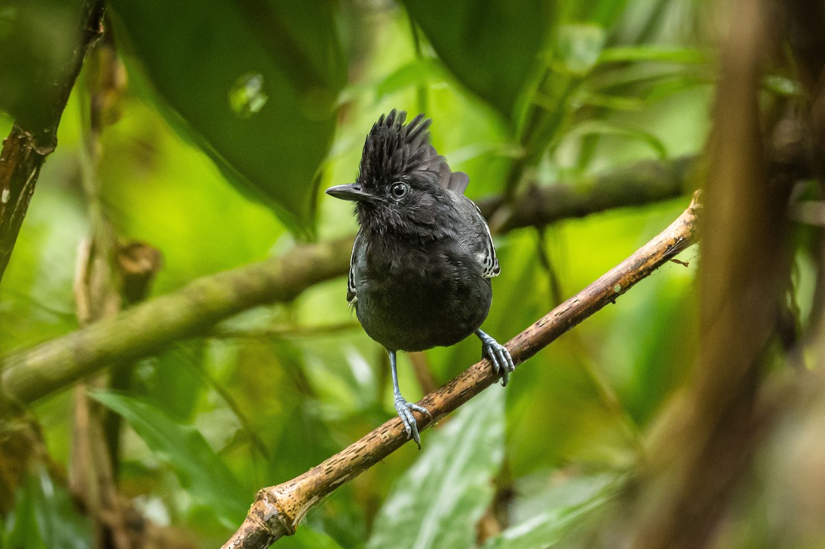 White-lined Antbird - ML192753401