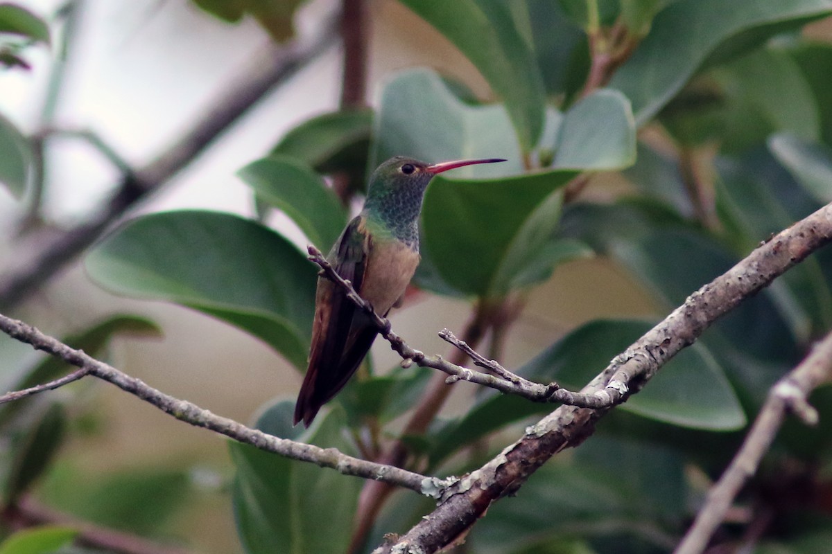 Buff-bellied Hummingbird - Jim Ferrari