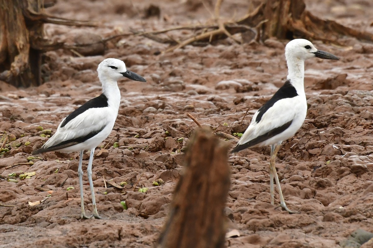 Crab-Plover - ML192754681