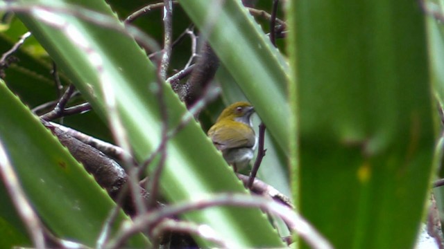 Olive-backed Flowerpecker - ML192755301