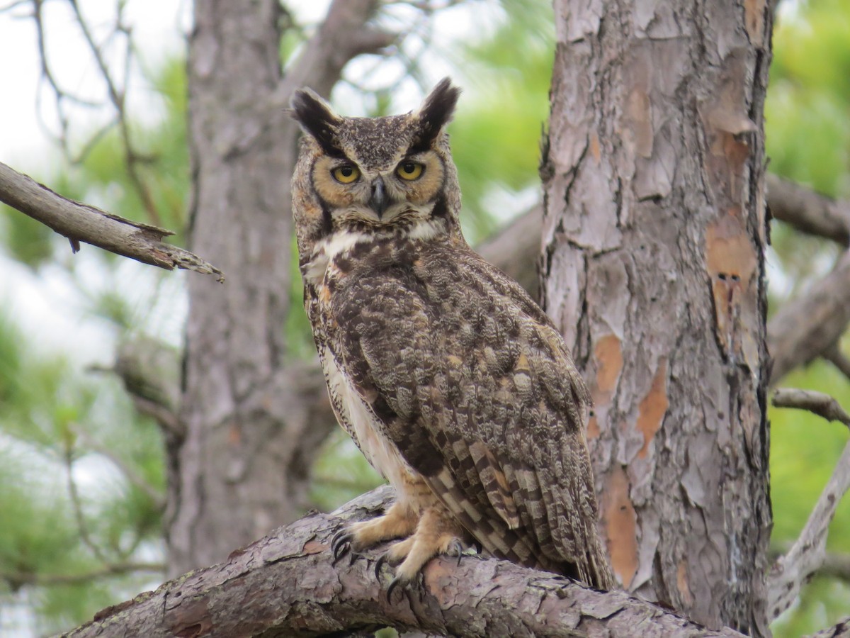 Great Horned Owl - ML192760331