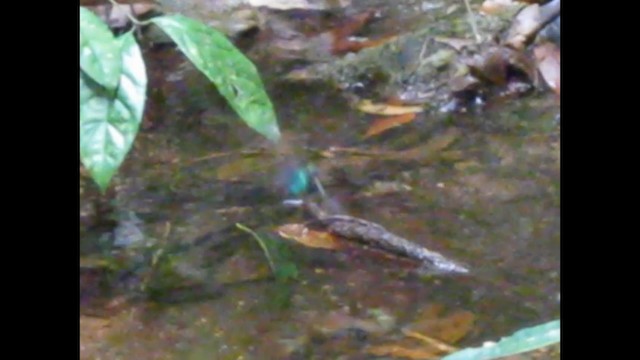 kolibřík pralesní - ML192763741