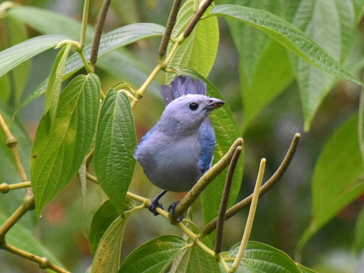 Blue-gray Tanager - ML192763791